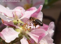 /album/fotogalerij-dieren/bij-01ab-jpg/